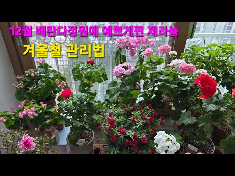 How to Care for Geraniums in Winter in December