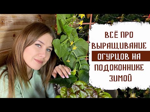 ВСЁ ПРО ВЫРАЩИВАНИЕ ОГУРЦОВ НА ПОДОКОННИКЕ ЗИМОЙ