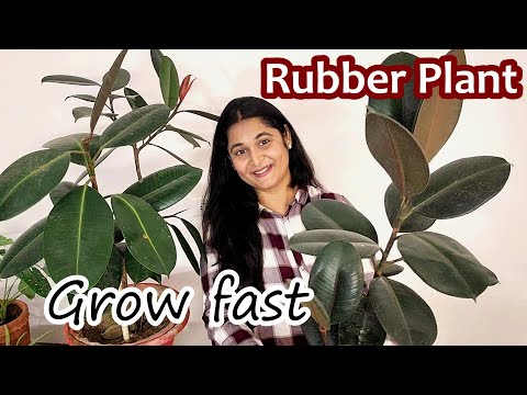 🔴RUBBER PLANT CARE TIPS, Grow Healthy Rubber Plant रबर प्लांट की देखभाल कैसे करें #rubberplants