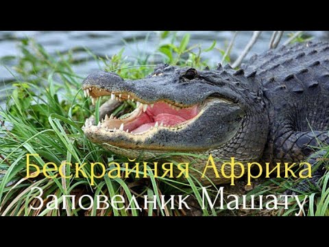 Бескрайняя Африка.Заповедник Машату.