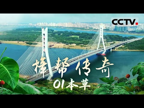 《樟帮传奇》01 本草：赣江东岸 药香千年 揭秘樟树中医药的神秘起源！【CCTV纪录】