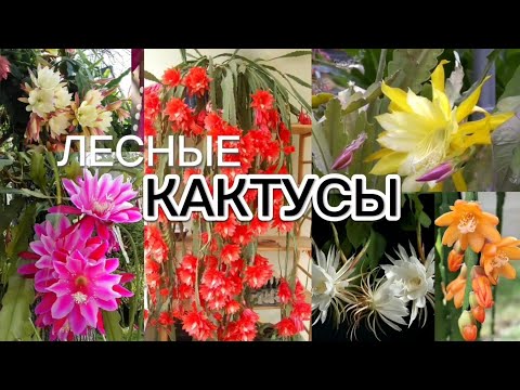 Лесные кактусы./ Эпифиллум /Марниера /Рипсалис /Селеницереус /Липисмиум /Питахайя