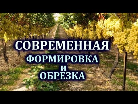 СОВРЕМЕННАЯ ФОРМИРОВКА и ОБРЕЗКА ВИНОГРАДА