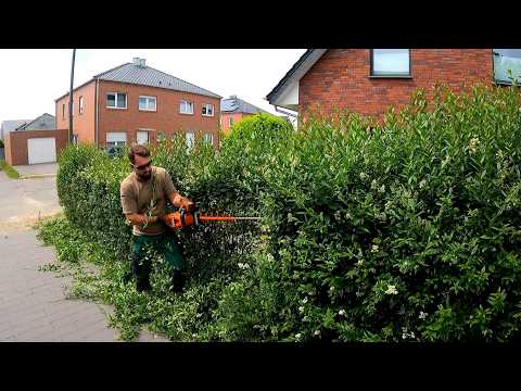 I Scheduled TWO CLIENTS for Hedge Trimming in ONE DAY