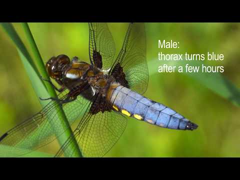 Miraculous Metamorphosis - Birth of a Dragonfly from my Pond