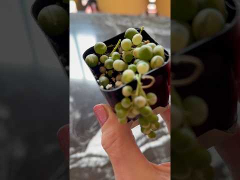 My new baby plant #plants #indoorplants #houseplants #stringofpearls ￼#indoorgreenhouse