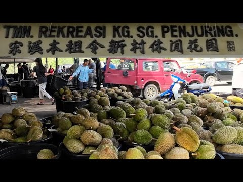 劳勿-猫山王榴莲之乡 / 车拍宋溪本祖令新村 / 榴莲批发中心看老手分类榴莲 / Durian Centre / 一路上都是榴莲