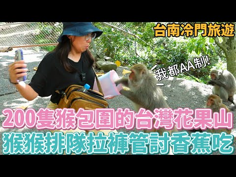 Vlog 25 被200隻猴猴包圍的台灣花果山！猴猴居然會排隊拉褲管討香蕉＋閃電型開花生？？