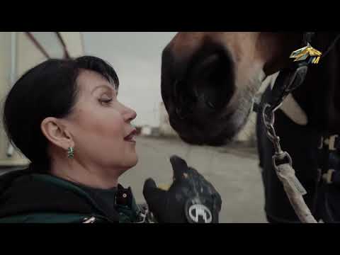 PRO Лошадей  Мистер Икс