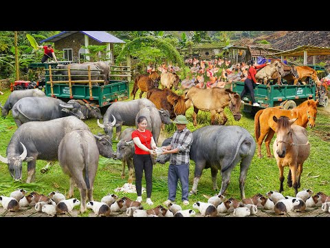 TIMELAPSE --388 Days Use Truck To Buy Many Buffaloes, Horses, Guinea Pig Goes To Country Market Sell