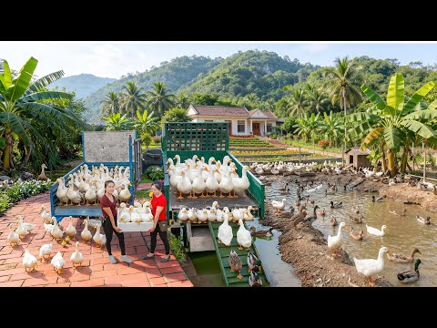Transporting Many Ducks from Ly Phuc Vy's Farm to Market SELL | Đào Daily Farm
