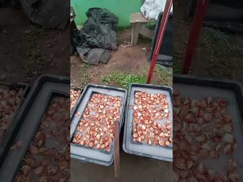 Тюльпан. Начало гидропонной выгонки!!!