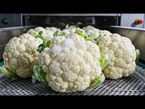 HThis Farm Grows Cauliflower at Insane Scale (Full Process)