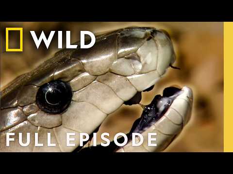 In Cold Blood (Full Episode) | World's Deadliest Compilation | Nat Geo Animals
