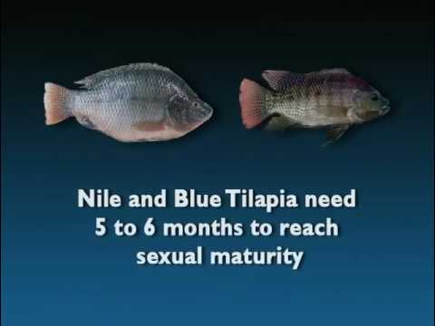 Tilapia Hatchery Operations for Small Islands