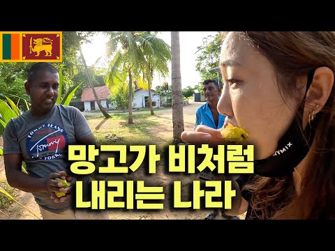 망고가 비처럼 떨어지는 스리랑카 자연에서 하룻밤 「스리랑카 마지막편」