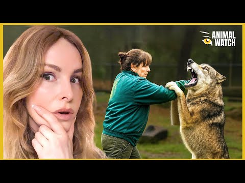 4 FATAL CAPTIVE WOLF ATTACKS EXPLAINED