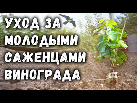 Care of young grape seedlings