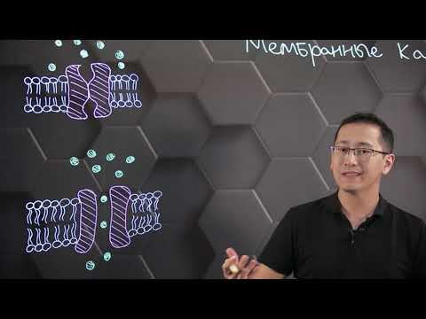 Diffusion through membrane channels. Grade 10.