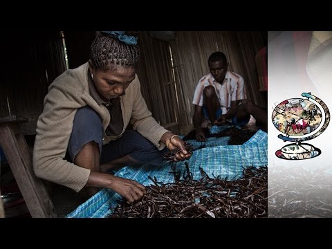 Madagascan Vanilla Trade Controlled By Chinese Businesses