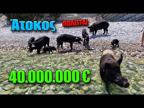 Άτοκος: Το ιδιωτικό νησί που πωλείται 40.000.000 και είναι γεμάτο... αγριογούρουνα