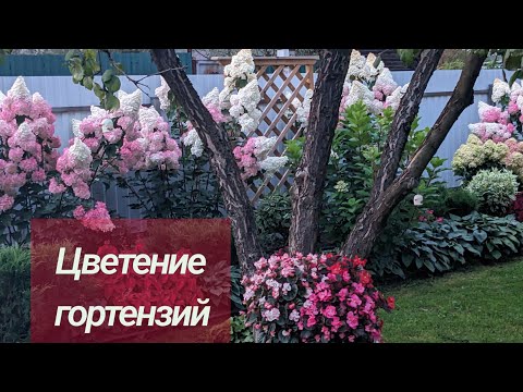 25.08.2025/Обзор сада/ Гортензии цветут/Север Подмосковья