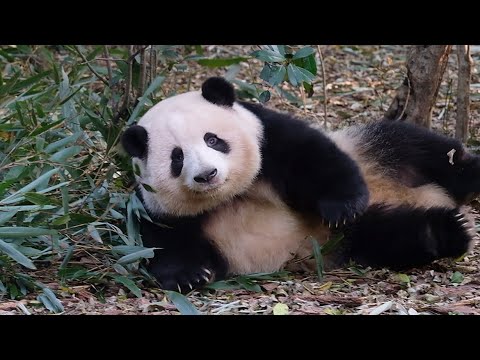 Huahua’s cute little turn, and suddenly I felt like she’s about to leap into my arms! 🥺