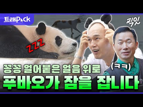 [나혼자산다] ※[속보] 푸바오 사건※ 그냥 푸바오가 너무 귀여운 사건이다.