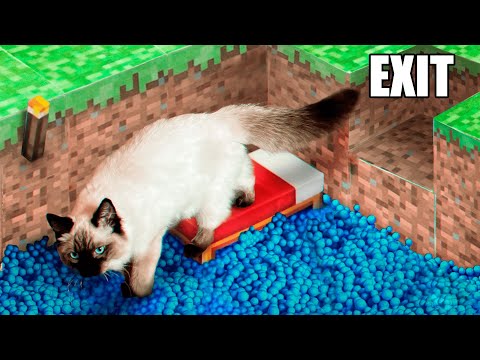 I Put My Cat In A Cardboard Minecraft Maze