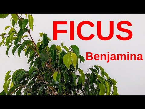 FICUS BENJAMINA CARE [DO NOT PLANT IN THE GARDEN]