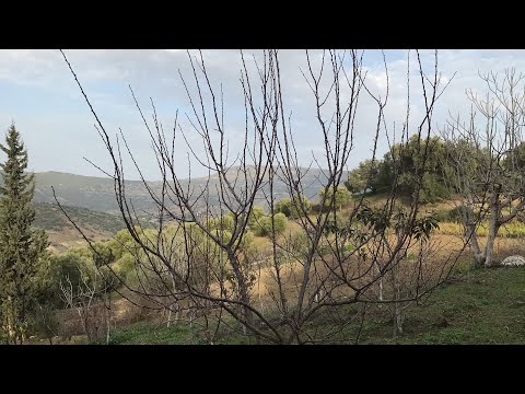 تقليم المشمش apricot pruning - taille abricotier