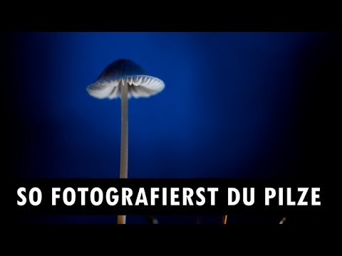 How to photograph mushrooms