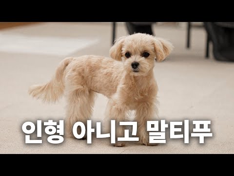 The video reeks of puppy | Dog Encyclopedia Maltipoo Episode