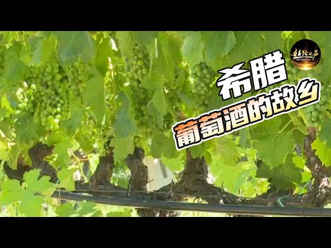 【ENG SUB】探访百年老酒庄，揭秘希腊葡萄酒的酿造特点《远方的家》20180710 一带一路（395） | 丝路之声