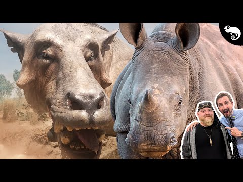 What Killed America's Rhinos? Featuring @Paleo Analysis