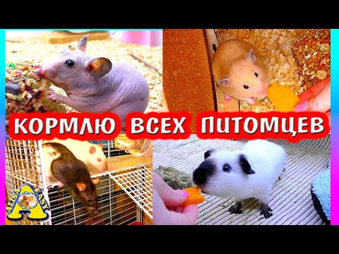 СКОЛЬКО У НАС ПИТОМЦЕВ? / КОРМЛЮ ВСЕХ ХОМЯКОВ, КРЫС, МЫШЕЙ, СВИНОК / ХОМКИ РАДЫ / ALISA EASY PETS