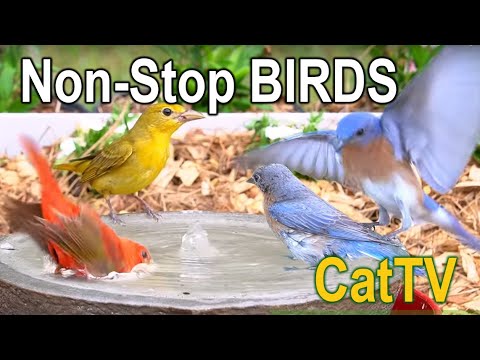 13. #CatTV Birds Drinking & Washing in a Birdbath Fountain w/ Sound - No Interruptions #BirdTV