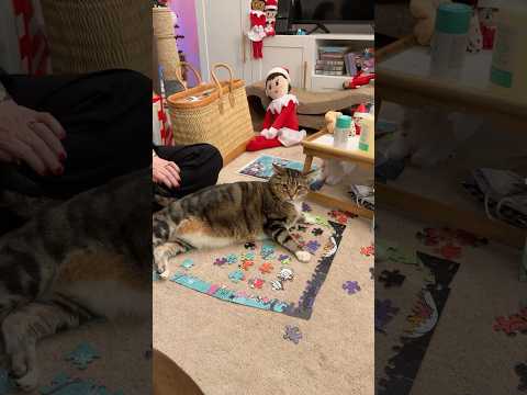 Funny cat at Christmas