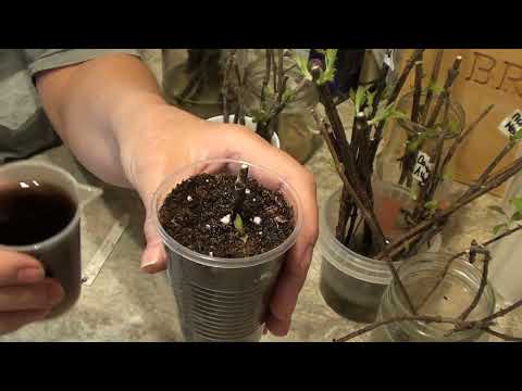 Зимнее размножение  гортензий зеленым побегом и укоренным черенком в воде !