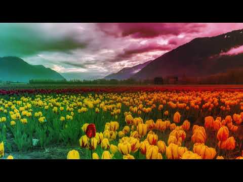 1h of gradient Tulip field