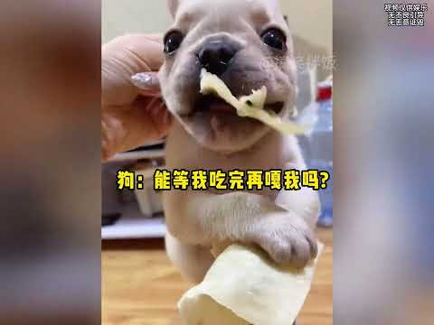 『幹壞事被發現的狗子們』#看一遍笑一遍 #狗狗的心思都寫在臉上了 #狗子成精了 #狗狗 #搞笑