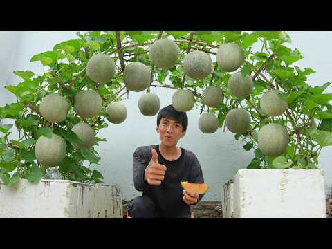 Wish I knew this method of growing cantaloupe sooner. The fruit is very sweet