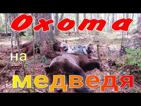 Охота на медведя с парой ЗСЛ собаки нашли отработали молодого медведя переплыли на другой берег реки