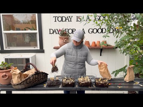 It’s Time for Ranunculus! Prepping and Planting My “Fancy” Flowers for Spring