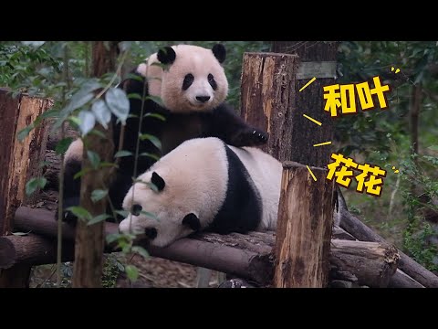 Grandpa calls “Heye”… and Huahua instantly hugs her sister tighter 😂