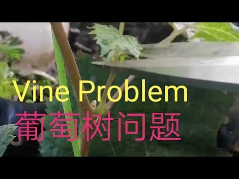 Grape 🍇 novice planting problem (do not know how to trim)葡萄🍇新手种植问题(不知道如何修剪)