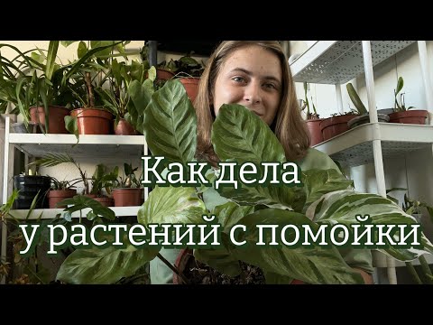 100+ растений с помойки | Часть 2
