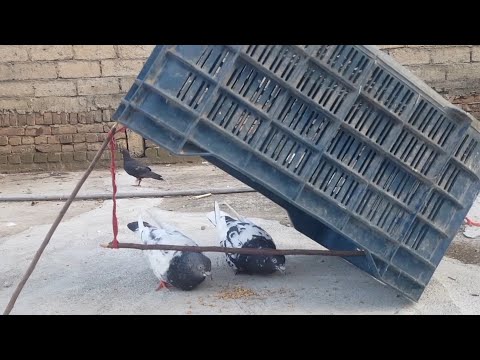 Pigeon Trap| How To Trap/Catch Pigeons #Birds pigeon.