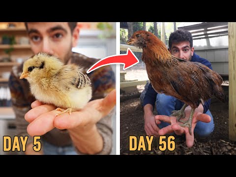 The Ultimate 8 Week Guide to Raising Chicks 🐣