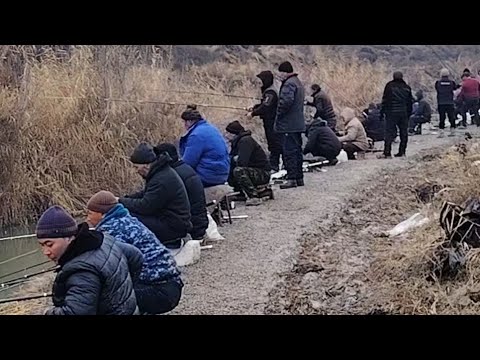 Миркомил кули